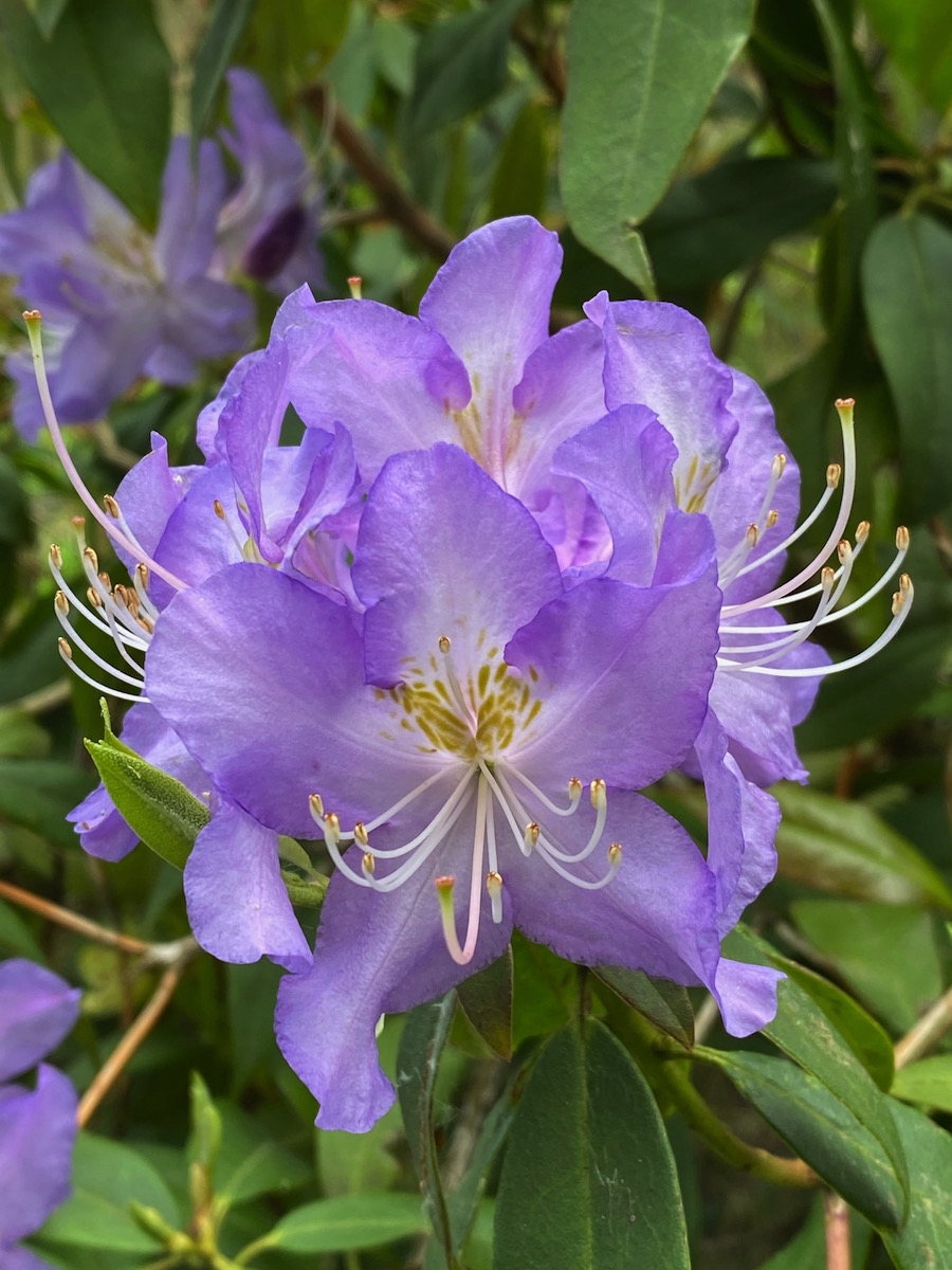 R. augustinii (Tower Court form)